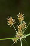 Oneflower flatsedge